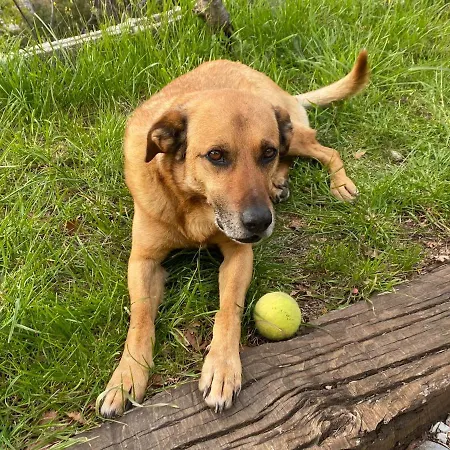 招待所 Finestra Tra Le Stelle 阿尔科拉